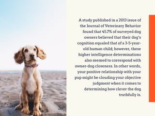 A study published in a 2013 issue of
the Journal of Veterinary Behavior
found that 45.7% of surveyed dog
owners believed that their dog’s
cognition equaled that of a 3-5-year-
old human child; however, these
higher intelligence determinations
also seemed to correspond with
owner-dog closeness. In other words,
your positive relationship with your
pup might be clouding your objective
judgment when it comes to
determining how clever the dog
truthfully is.
 