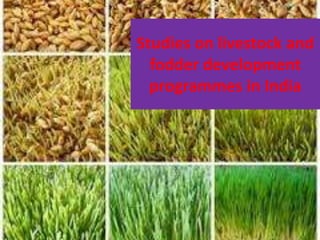 Studies on livestock and
fodder development
programmes in India
 