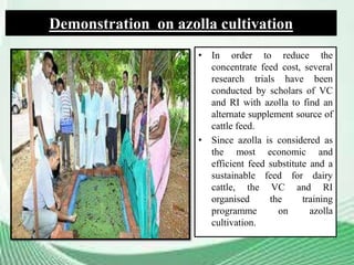 Demonstration on azolla cultivation
• In order to reduce the
concentrate feed cost, several
research trials have been
conducted by scholars of VC
and RI with azolla to find an
alternate supplement source of
cattle feed.
• Since azolla is considered as
the most economic and
efficient feed substitute and a
sustainable feed for dairy
cattle, the VC and RI
organised the training
programme on azolla
cultivation.
 