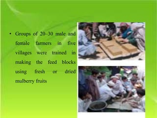 • Groups of 20–30 male and
female farmers in five
villages were trained in
making the feed blocks
using fresh or dried
mulberry fruits
 