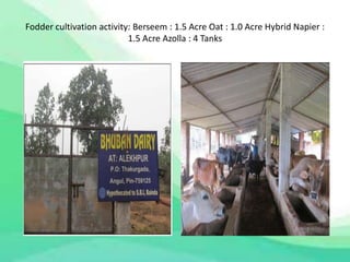 Fodder cultivation activity: Berseem : 1.5 Acre Oat : 1.0 Acre Hybrid Napier :
1.5 Acre Azolla : 4 Tanks
 