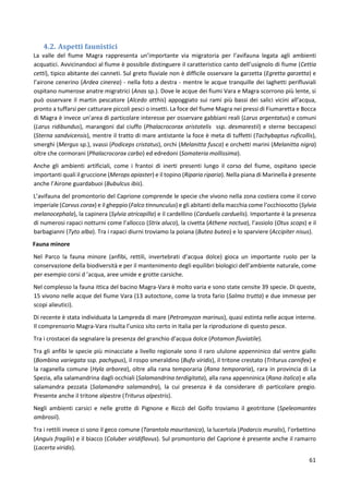 61
4.2. Aspetti faunistici
La valle del fiume Magra rappresenta un’importante via migratoria per l’avifauna legata agli ambienti
acquatici. Avvicinandoci al fiume è possibile distinguere il caratteristico canto dell’usignolo di fiume (Cettia
cetti), tipico abitante dei canneti. Sul greto fluviale non è difficile osservare la garzetta (Egretta garzetta) e
l’airone cenerino (Ardea cinerea) - nella foto a destra - mentre le acque tranquille dei laghetti perifluviali
ospitano numerose anatre migratrici (Anas sp.). Dove le acque dei fiumi Vara e Magra scorrono più lente, si
può osservare il martin pescatore (Alcedo atthis) appoggiato sui rami più bassi dei salici vicini all’acqua,
pronto a tuffarsi per catturare piccoli pesci o insetti. La foce del fiume Magra nei pressi di Fiumaretta e Bocca
di Magra è invece un’area di particolare interesse per osservare gabbiani reali (Larus argentatus) e comuni
(Larus ridibundus), marangoni dal ciuffo (Phalacrocorax aristotelis ssp. desmarestii) e sterne beccapesci
(Sterna sandvicensis), mentre il tratto di mare antistante la foce è meta di tuffetti (Tachybaptus ruficollis),
smerghi (Mergus sp.), svassi (Podiceps cristatus), orchi (Melanitta fusca) e orchetti marini (Melanitta nigra)
oltre che cormorani (Phalacrocorax carbo) ed edredoni (Somateria mollissima).
Anche gli ambienti artificiali, come i frantoi di inerti presenti lungo il corso del fiume, ospitano specie
importanti quali il gruccione (Merops apiaster) e il topino (Riparia riparia). Nella piana di Marinella è presente
anche l’Airone guardabuoi (Bubulcus ibis).
L’avifauna del promontorio del Caprione comprende le specie che vivono nella zona costiera come il corvo
imperiale (Corvus corax) e il gheppio (Falco tinnunculus) e gli abitanti della macchia come l’occhiocotto (Sylvia
melanocephala), la capinera (Sylvia atricapilla) e il cardellino (Carduelis carduelis). Importante è la presenza
di numerosi rapaci notturni come l’allocco (Strix aluco), la civetta (Athene noctua), l’assiolo (Otus scops) e il
barbagianni (Tyto alba). Tra i rapaci diurni troviamo la poiana (Buteo buteo) e lo sparviere (Accipiter nisus).
Fauna minore
Nel Parco la fauna minore (anfibi, rettili, invertebrati d’acqua dolce) gioca un importante ruolo per la
conservazione della biodiversità e per il mantenimento degli equilibri biologici dell’ambiente naturale, come
per esempio corsi d ’acqua, aree umide e grotte carsiche.
Nel complesso la fauna ittica del bacino Magra-Vara è molto varia e sono state censite 39 specie. Di queste,
15 vivono nelle acque del fiume Vara (13 autoctone, come la trota fario (Salmo trutta) e due immesse per
scopi alieutici).
Di recente è stata individuata la Lampreda di mare (Petromyzon marinus), quasi estinta nelle acque interne.
Il comprensorio Magra-Vara risulta l’unico sito certo in Italia per la riproduzione di questo pesce.
Tra i crostacei da segnalare la presenza del granchio d’acqua dolce (Potamon fluviatile).
Tra gli anfibi le specie più minacciate a livello regionale sono il raro ululone appenninico dal ventre giallo
(Bombina variegata ssp. pachypus), il rospo smeraldino (Bufo viridis), il tritone crestato (Triturus carnifex) e
la raganella comune (Hyla arborea), oltre alla rana temporaria (Rana temporaria), rara in provincia di La
Spezia, alla salamandrina dagli occhiali (Salamandrina terdigitata), alla rana appenninica (Rana italica) e alla
salamandra pezzata (Salamandra salamandra), la cui presenza è da considerare di particolare pregio.
Presente anche il tritone alpestre (Triturus alpestris).
Negli ambienti carsici e nelle grotte di Pignone e Riccò del Golfo troviamo il geotritone (Speleomantes
ambrosii).
Tra i rettili invece ci sono il geco comune (Tarantola mauritanica), la lucertola (Podarcis muralis), l’orbettino
(Anguis fragilis) e il biacco (Coluber viridiflavus). Sul promontorio del Caprione è presente anche il ramarro
(Lacerta viridis).
 