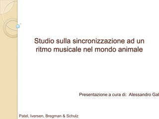 Studio sulla sincronizzazione ad un ritmo musicale nel mondo animale Presentazione a cura di:  Alessandro Gallo Patel, Iversen, Bregman & Schulz 