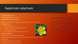 Hypericum calycinum
• Denumire populara:Hypericum
• Denumire stiintifica:Hypericum calycinum
• Origine a plantei de Hyperi...