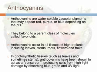 Anthocyanins
   Anthocyanins are water-soluble vacuolar pigments
    that may appear red, purple, or blue depending on
    the pH.

   They belong to a parent class of molecules
    called flavonoids.

   Anthocyanins occur in all tissues of higher plants,
    including leaves, stems, roots, flowers and fruits.

   In photosynthetic tissues (such as leaves and
    sometimes stems), anthocyanins have been shown to
    act as a "sunscreen", protecting cells from high-light
    damage by absorbing blue-green and UV light.
 