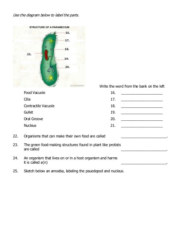 Does Paramecium Make Its Own Food Does Paramecium Make Its Own Food