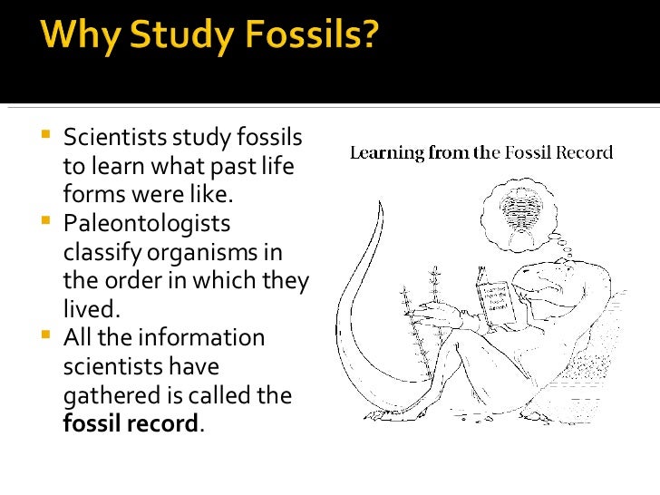 studying-fossils