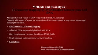 Studying Gene Expression and Function.pptx