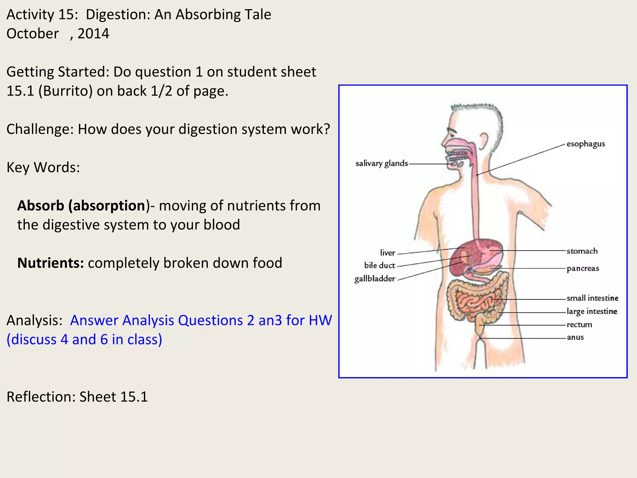 Activity 15: Digestion: An Absorbing Tale 
October , 2014 
Getting Started: Do question 1 on student sheet 
15.1 (Burrito) on back 1/2 of page. 
Challenge: How does your digestion system work? 
Key Words: 
Absorb (absorption)- moving of nutrients from 
the digestive system to your blood 
Nutrients: completely broken down food 
Analysis: Answer Analysis Questions 2 an3 for HW 
(discuss 4 and 6 in class) 
Reflection: Sheet 15.1 
 