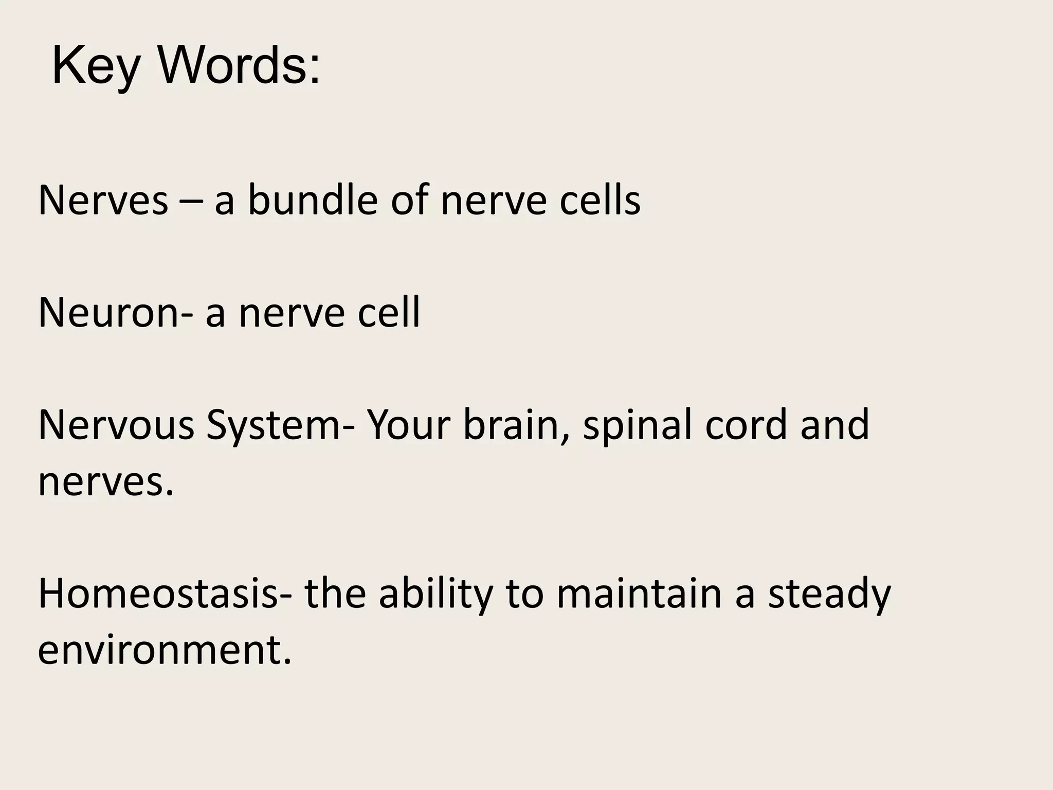 Key Words: 
Nerves – a bundle of nerve cells 
Neuron- a nerve cell 
Nervous System- Your brain, spinal cord and 
nerves. 
Homeostasis- the ability to maintain a steady 
environment. 
