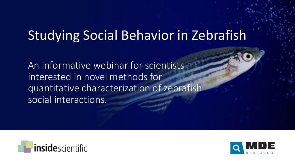 Studying Social Behavior in Zebrafish