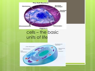 cells – the basic
units of life
 