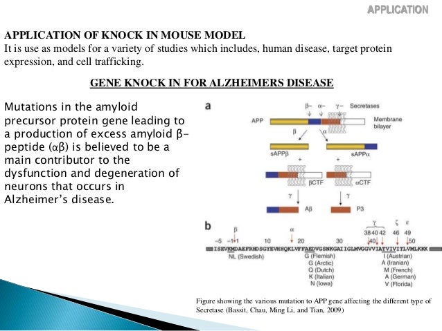 Build A Brain Model Build A Brain Model