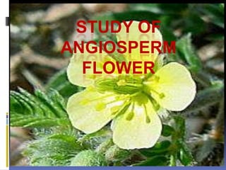 STUDY OF
ANGIOSPERM
  FLOWER
 