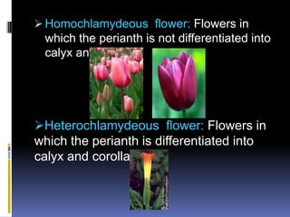  Homochlamydeous flower: Flowers in
  which the perianth is not differentiated into
  calyx and corolla.




Heterochlamydeous flower: Flowers in
which the perianth is differentiated into
calyx and corolla.
 