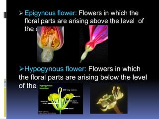  Epigynous flower: Flowers in which the
  floral parts are arising above the level of
  the ovary.




Hypogynous flower: Flowers in which
the floral parts are arising below the level
of the ovary.
 