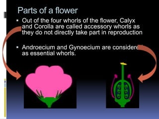 Parts of a flower
 Out of the four whorls of the flower, Calyx
  and Corolla are called accessory whorls as
  they do not directly take part in reproduction

 Androecium and Gynoecium are considered
  as essential whorls.
 