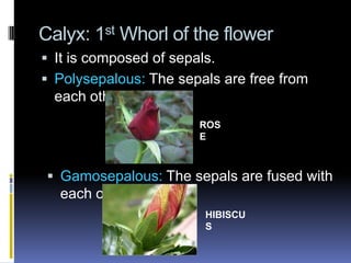 Calyx: 1st Whorl of the flower
 It is composed of sepals.
 Polysepalous: The sepals are free from
  each other.
                        ROS
                        E



  Gamosepalous: The sepals are fused with
   each other.
                         HIBISCU
                         S
 
