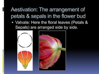 Aestivation: The arrangement of
petals & sepals in the flower bud
 Valvate: Here the floral leaves (Petals &
  Sepals) are arranged side by side.
 