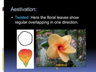 Aestivation:
 Twisted: Here the floral leaves show
  regular overlapping in one direction.




                          HIBISCU
                          S
 