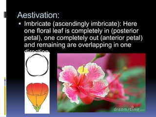Aestivation:
 Imbricate (ascendingly imbricate): Here
  one floral leaf is completely in (posterior
  petal), one completely out (anterior petal)
  and remaining are overlapping in one
  direction.
 
