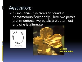 Aestivation:
 Quincuncial: It is rare and found in
  pentamerous flower only. Here two petals
  are innermost, two petals are outermost
  and one is alternate




                                  Cassia
                                  occidentalis
 