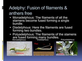 Adelphy: Fusion of filaments &
anthers free
 Monadelphous: The filaments of all the
  stamens become fused forming a single
  bundle.
 Diadelphous: Here the filaments are fused
  forming two bundles.
 Polyadelphous: The filaments of the stamens
  are fused forming many bundles.
 Monadelphous     Diadelphous      Polyadelphous

                Pea



    Hibiscus                    Citrus
 