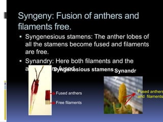 Syngeny: Fusion of anthers and
filaments free.
 Syngenesious stamens: The anther lobes of
  all the stamens become fused and filaments
  are free.
 Synandry: Here both filaments and the
  anthers are fused.
            Syngenesious stamens Synandr
                                y

            Fused anthers                  Fused anthers
                                           and filaments
            Free filaments
 