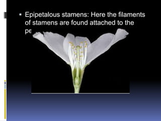  Epipetalous stamens: Here the filaments
  of stamens are found attached to the
  petals
 
