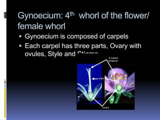 Gynoecium: 4th whorl of the flower/
female whorl
 Gynoecium is composed of carpels
 Each carpel has three parts, Ovary with
  ovules, Style and Stigma.
 