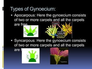Types of Gynoecium:
 Apocarpous: Here the gynoecium consists
  of two or more carpels and all the carpels
  are free.



 Syncarpous: Here the gynoecium consists
  of two or more carpels and all the carpels
  are fused.
 