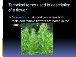 Technical terms used in description
of a flower.
 Monoecious : A condition where both
 male and female flowers are borne in the
 same plant.
 