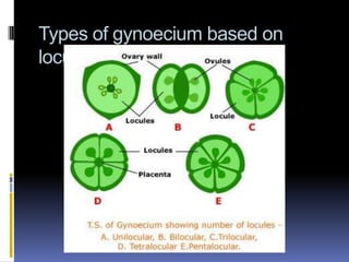 Types of gynoecium based on
locules
 