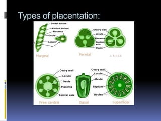 Types of placentation:
 