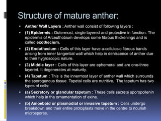 Structure of mature anther:
   Anther Wall Layers : Anther wall consist of following layers :
   (1) Epidermis : Outermost, single layered and protective in function. The
    epidermis of Arceuthobium develops some fibrous thickenings and is
    called exothecium.
   (2) Endothecium : Cells of this layer have a-cellulosic fibrous bands
    arising from inner tangential wall which help in dehiscence of anther due
    to their hygroscopic nature.
   (3) Middle layer : Cells of this layer are ephemeral and are one-three
    layered. It degenerates at maturity.
   (4) Tapetum : This is the innermost layer of anther wall which surrounds
    the sporogenous tissue. Tapetal cells are nutritive. The tapetum has two
    types of cells:
   (a) Secretory or glandular tapetum : These cells secrete sporopollenin
    which help in the ornamentation of exine.
   (b) Amoeboid or plasmodial or invasive tapetum : Cells undergo
    breakdown and their entire protoplasts move in the centre to nourish
    microspores.
 