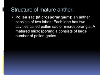 Structure of mature anther:
 Pollen sac (Microsporangium): an anther
  consists of two lobes. Each lobe has two
  cavities called pollen sac or microsporangia. A
  matured microsporangia consists of large
  number of pollen grains.
 