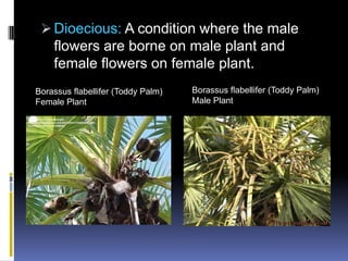  Dioecious: A condition where the male
   flowers are borne on male plant and
   female flowers on female plant.
Borassus flabellifer (Toddy Palm)   Borassus flabellifer (Toddy Palm)
Female Plant                        Male Plant
 