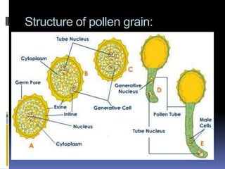 Structure of pollen grain:
 