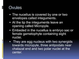 Ovules
 The nucellus is covered by one or two
  envelopes called integuments.
 At the tip the integuments leave an
  opening called Micropyle.
 Embeded in the nucellus is embryo sac or
  female gametophyte containing eight
  nuclei.
 They are egg nucleus with two synergids
  towards micropyle, three antipodals near
  chalazal end and two polar nuclei at the
  center.
 