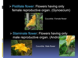  Pistillate flower: Flowers having only
  female reproductive organ. (Gynoecium)

                          Cucurbita Female flower




 Staminate flower: Flowers having only
  male reproductive organ. (Androecium)

                 Cucurbita Male flower
 