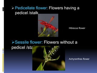  Pedicellate flower: Flowers having a
  pedicel /stalk


                                Hibiscus flower




Sessile flower: Flowers without a
pedicel /stalk

                                Achyranthes flower
 