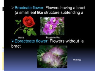  Bracteate flower: Flowers having a bract
  (a small leaf like structure subtending a
  flower




    Rose            Bougainvillea
Ebracteate flower: Flowers without a
bract


                                    Mimosa
 