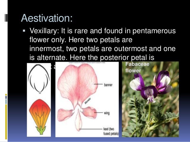 AESTIVATION IN FLOWERS EPUB AESTIVATION IN FLOWERS EPUB