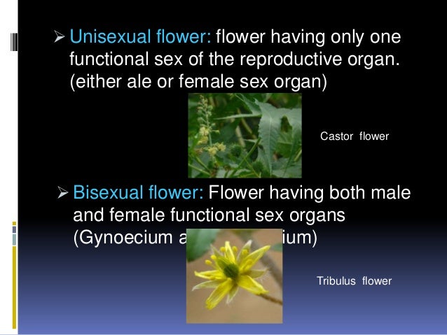 Study angiosperm flower