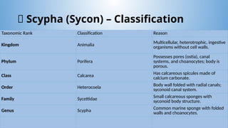 Study of animals from Protozoa, (Amoeba, Paramecium, Euglena) and ...