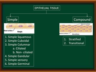 Transitional Vs Simple Columnar Study of animal tissue | PPTX