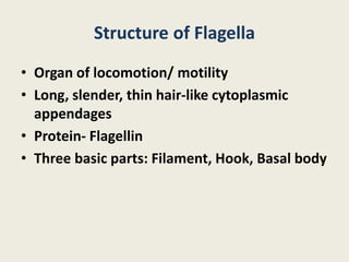Structure of Flagella
• Organ of locomotion/ motility
• Long, slender, thin hair-like cytoplasmic
appendages
• Protein- Flagellin
• Three basic parts: Filament, Hook, Basal body
 