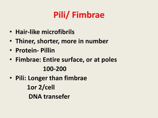 Pili/ Fimbrae
• Hair-like microfibrils
• Thiner, shorter, more in number
• Protein- Pillin
• Fimbrae: Entire surface, or at poles
100-200
• Pili: Longer than fimbrae
1or 2/cell
DNA transefer
 