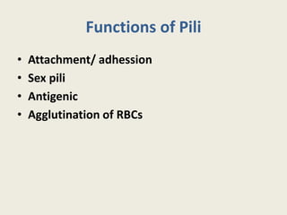 Functions of Pili
• Attachment/ adhession
• Sex pili
• Antigenic
• Agglutination of RBCs
 