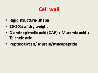 Cell wall
• Rigid structure- shape
• 20-30% of dry weight
• Diaminopimelic acid (DAP) + Muramic acid +
Teichoic acid
• Peptidoglycan/ Murein/Mucopeptide
 